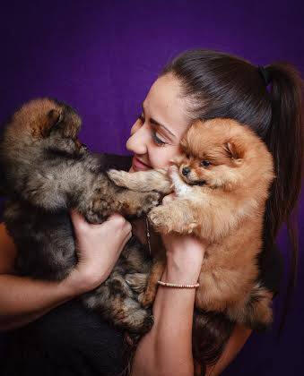 Top Heart Pomeranian Welpen Pomeranian Welpen aus der Top Heart FCI Zucht